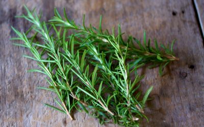 Rosemary Herb Tasting: Saturday, November 5 at 8:30 AM – 10:30 AM